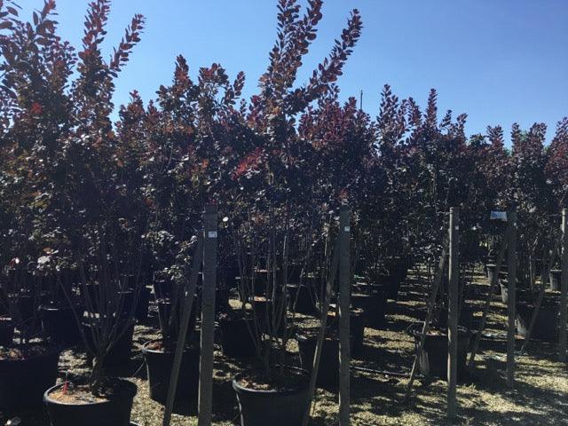 Scumpie „Royal Purple” 1.50 - 1.75 m / Cotinus coggygria „Royal Purple” / gradina-noastra