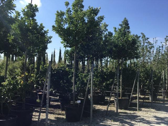 Magnolia virginiana "Glauca" arbore 3.00 - 3.50 m / Magnolia virginiana "Glauca" / gradina-noastra