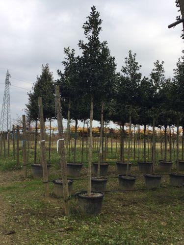 Ilex Nellie Stevens 3.50 - 4.50 m / Ilex mutchagara „Nellie R. Stevens” / gradina-noastra
