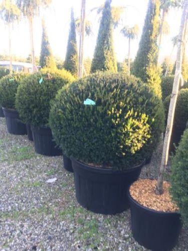Tisa minge 0.60 m - 0.80 m / Taxus baccata / gradina-noastra