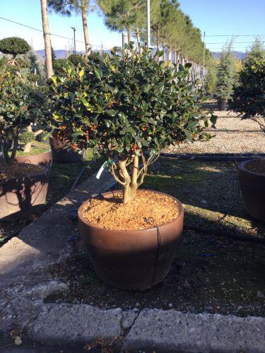 Ilex "Nellie R.Stevens" multitulpinal 1.50 - 1.75 m / Ilex mutchagara "Nellie R.Stevens"/ gradina-noastra