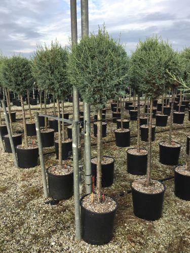 Chiparos de Arizona fastigiat 1.50 - 1.70 m / Cupressus arizonica ‘Fastigiata’ / gradina-noastra