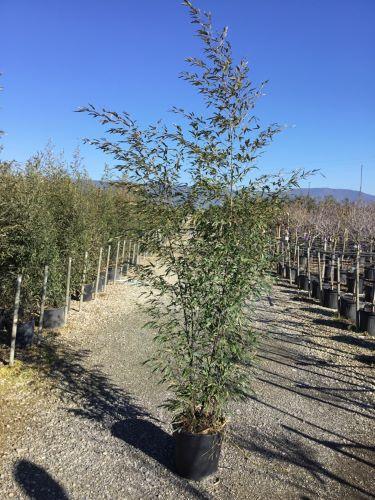 Bambus negru 1.50 -2.00 m / Phyllostachys nigra / gradina-noastra