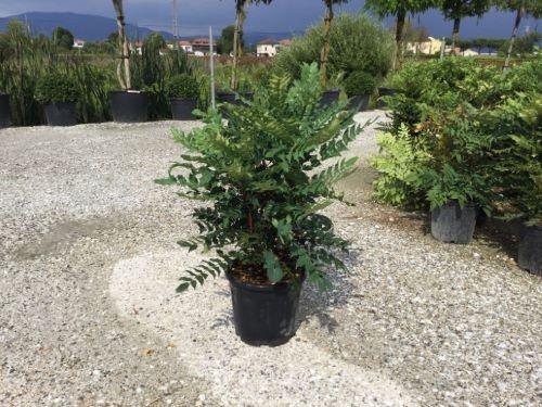 Mahonie "Charity" 0.60 - 0.80 m / Mahonia x media "Charity" / gradina-noastra