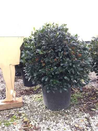 Ilex Nellie Stevens minge 0.80 - 1.00 m / Ilex mutchagara „Nellie R. Stevens”/ gradina-noastra