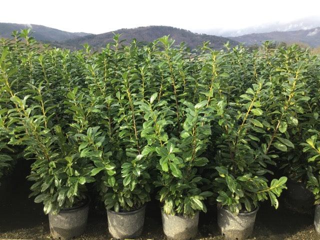 Laur englezesc "Novita" 1.00 - 1.40 m / Prunus laurocerasus" Novita"/ gradina-noastra