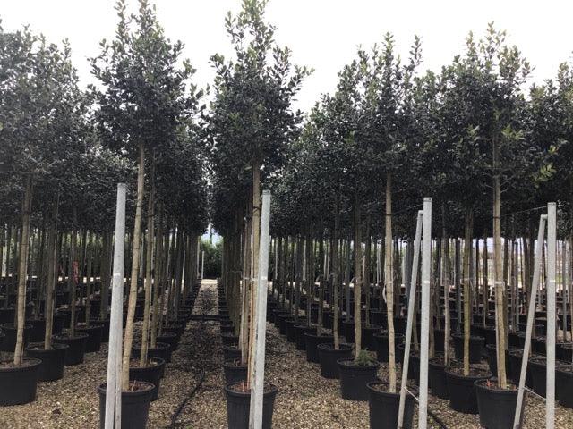 Ilex Nellie Stevens 3.50 - 4.50 m / Ilex mutchagara „Nellie R. Stevens” / gradina-noastra