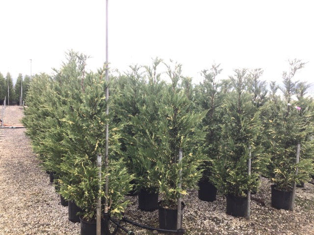 Chiparos leylandii variegat 1.70 - 2.00 m / x Cupressocyparis leylandii "Variegatus" / - Gradina Noastra