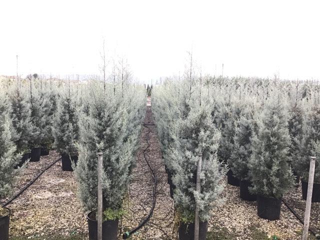 Chiparos de Arizona fastigiat 1.75 - 2.00 m / Cupressus arizonica ‘Fastigiata’ / gradina-noastra