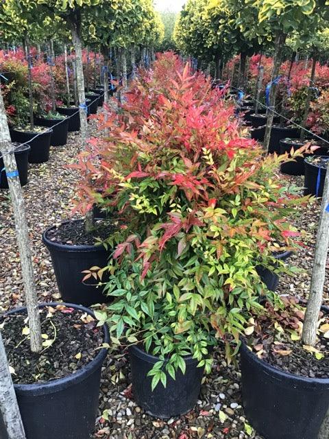 Bambus sfant " Obsessed " 0.40 - 0.60 m / Nandina domestica "Obsessed"/ gradina-noastra