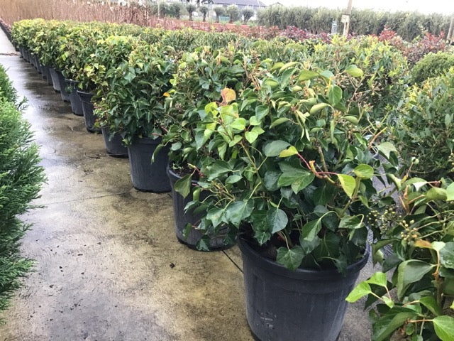 Iedera "Arborescens" 0.60 - 0.80 m / Hedera helix "Arborescens"/ by gradina-noastra