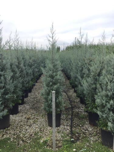 Chiparos de Arizona fastigiat 1.75 - 2.00 m / Cupressus arizonica ‘Fastigiata’ / gradina-noastra