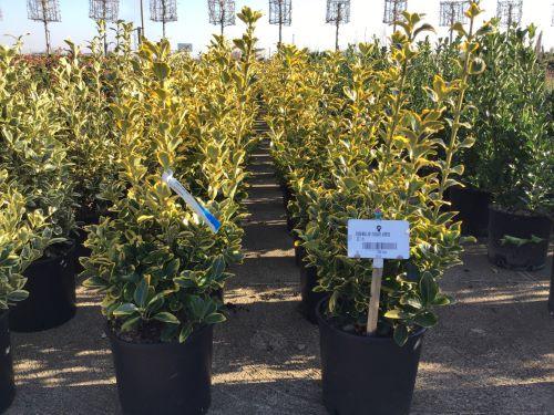 Euonymus " Elegant Aureus " 0.60 -0.80 m / Euonymus jap. "Elegant Aureus"/ gradina-noastra