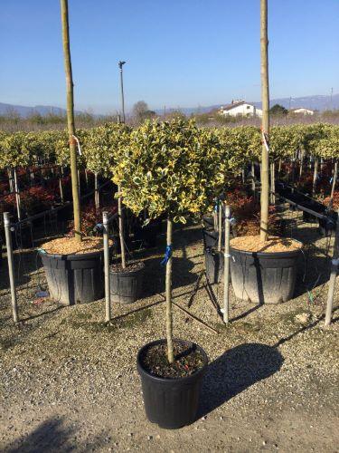 Ilex "Argenteamarginata" 1.50 -1.70 m / Ilex aquifolium "Argenteamarginata"/ gradina-noastra