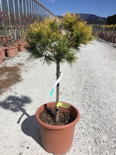 Pin pitic "Winter Gold" 1.00 - 1.20 m / Pinus mugo "Winter Gold" / by gradina-noastra