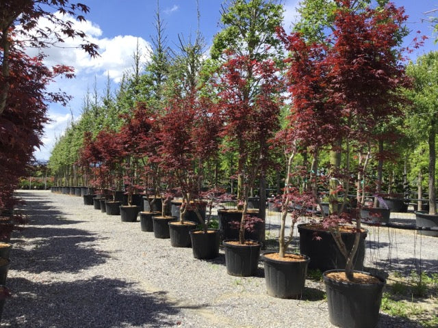 Artar japonez "Fireglow" 1.80 - 2.00 m / Acer palm "Fireglow" / by gradina-noastra