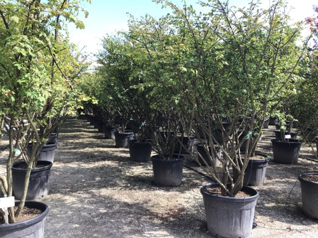 Euonymus alatus multitulpinal / Euonymus alatus / by gradina-noastra