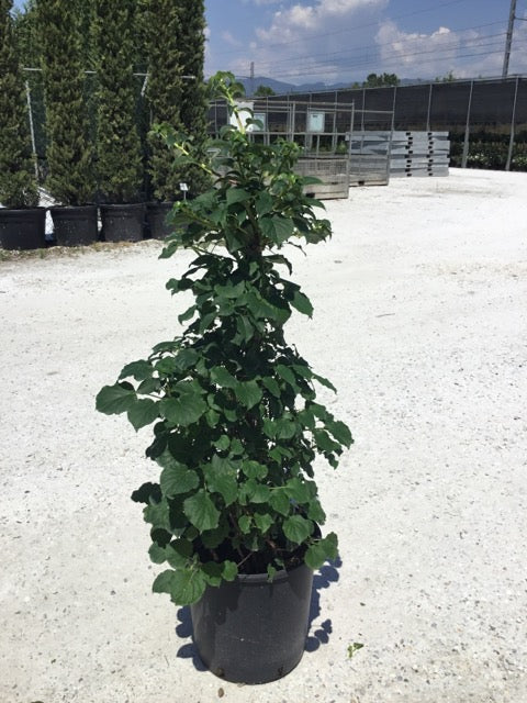 Hortensia cățărătoare 1.00 - 1.30 m / Hydrangea petiolaris / by gradina-noastra