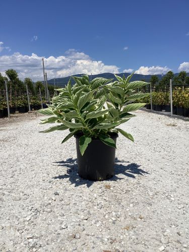 Hortensia "Tricolor" 0.50 - 0.70 m / Hydrangea macr. "Tricolor"/ by gradina-noastra