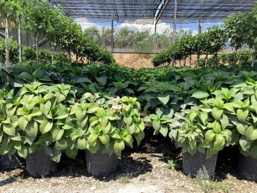 Hortensia "Maman Rose" 0.50 - 0.70 m / Hydrangea macr. "Maman Rose"/ by gradina-noastra