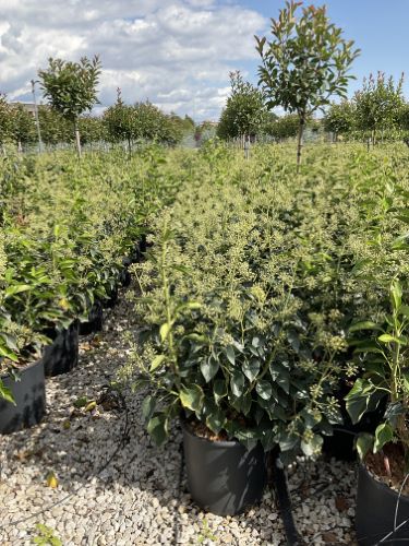 Iedera "Arborescens" 0.60 - 0.80 m / Hedera helix "Arborescens"/ by gradina-noastra