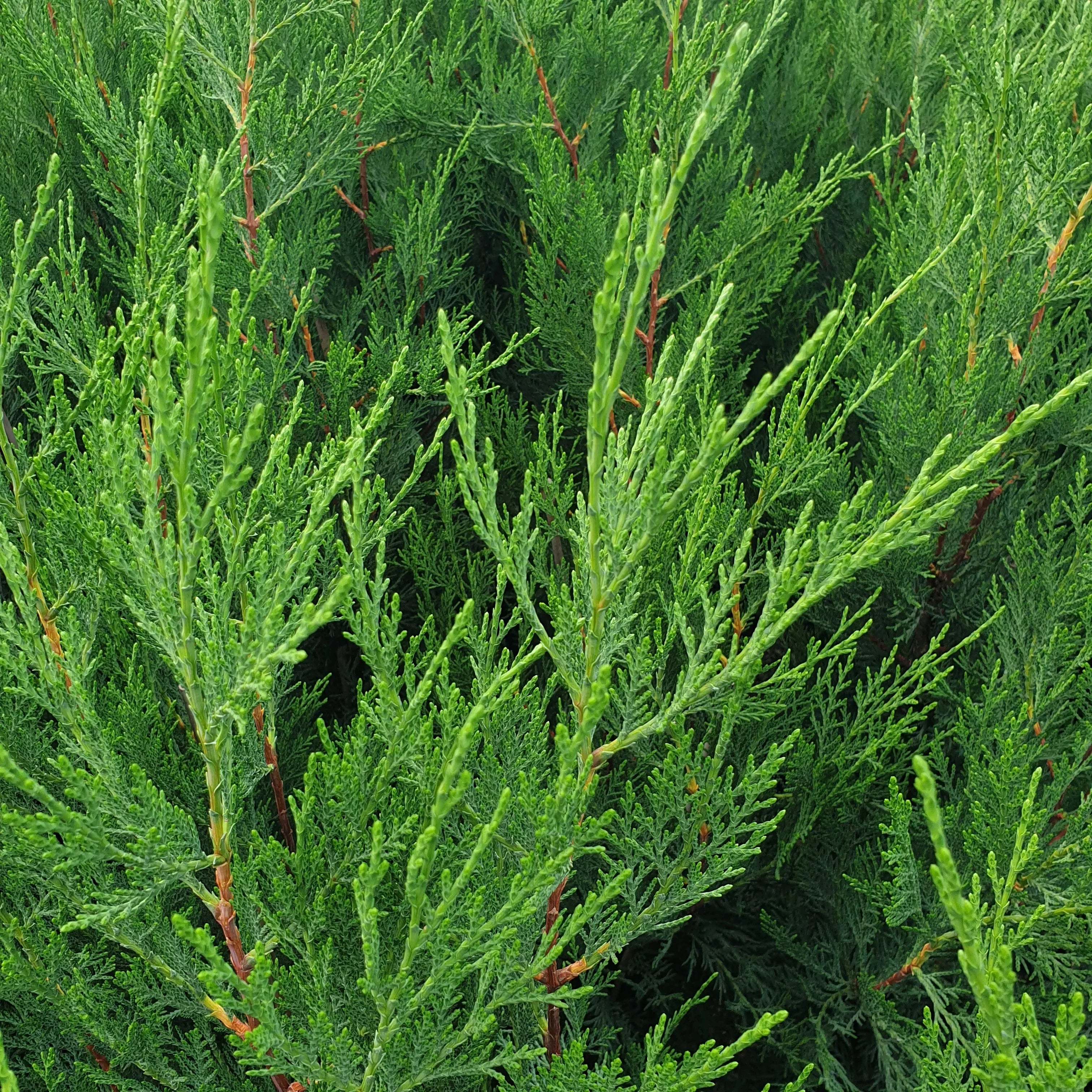 Cypress leylandii &quot;2001&quot; 2.20 - 2.50 m / x Cupressocyparis leylandii &quot;2001 - Pyramidalis&quot; /