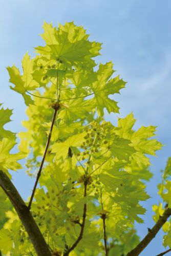 Paltin de camp "Princeton Gold" 3.00 - 3.50 m / Acer platanoides "Princeton Gold"/ by gradina-noastra