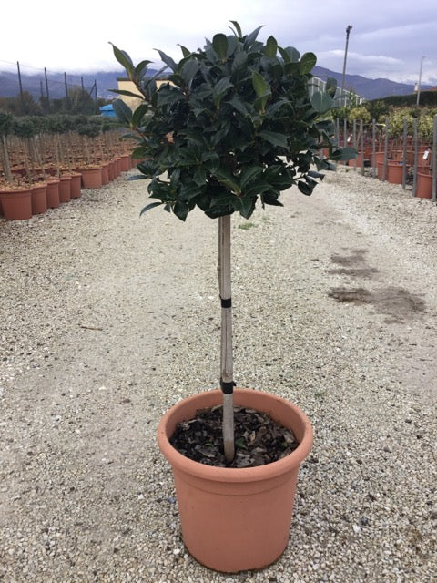 Ilex "Nellie R.Stevens" 0.50 - 0.70 m / Ilex mutchagara "Nellie R.Stevens"/ by gradina-noastra