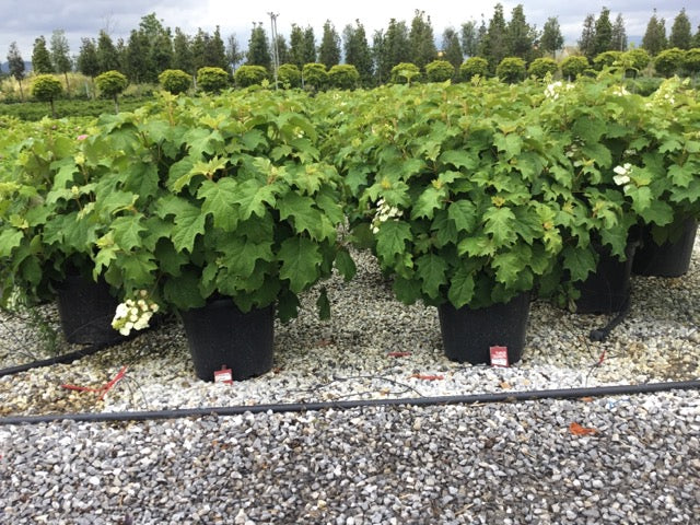 Hortensia "Quercifolia" 0.50 - 0.70 m / Hydrangea quercifolia/ by gradina-noastra