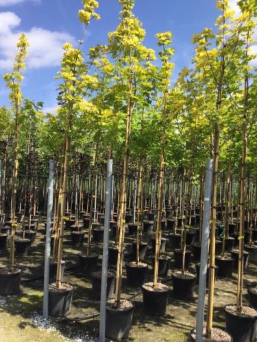 Paltin de camp "Princeton Gold" 3.00 - 3.50 m / Acer platanoides "Princeton Gold"/ by gradina-noastra