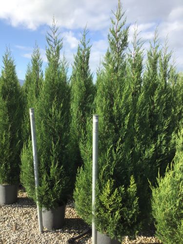 Cypress leylandii &quot;2001&quot; 2.20 - 2.50 m / x Cupressocyparis leylandii &quot;2001 - Pyramidalis&quot; /