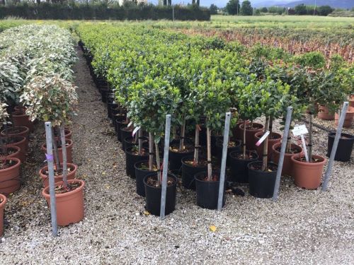 Ilex "Nellie R.Stevens" 0.50 - 0.70 m / Ilex mutchagara "Nellie R.Stevens"/ by gradina-noastra