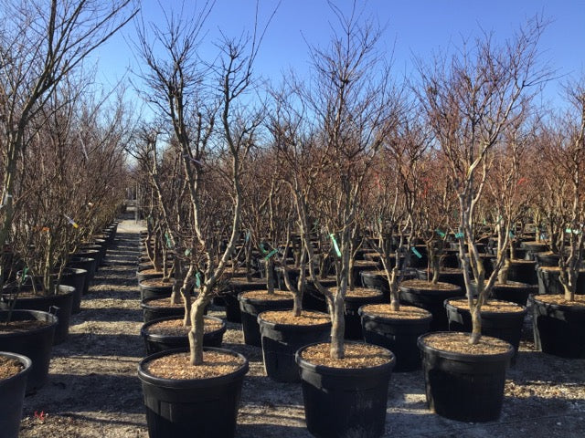 Artar japonez "Fireglow" 1.80 - 2.00 m / Acer palm "Fireglow" / by gradina-noastra