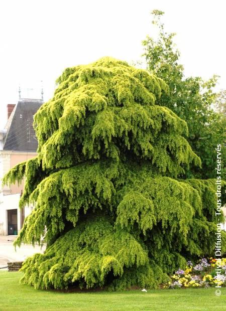 Cedru de Himalaya "Aurea" 1.75 - 2.00 m / Cedrus deodara "Aurea" / gradina-noastra