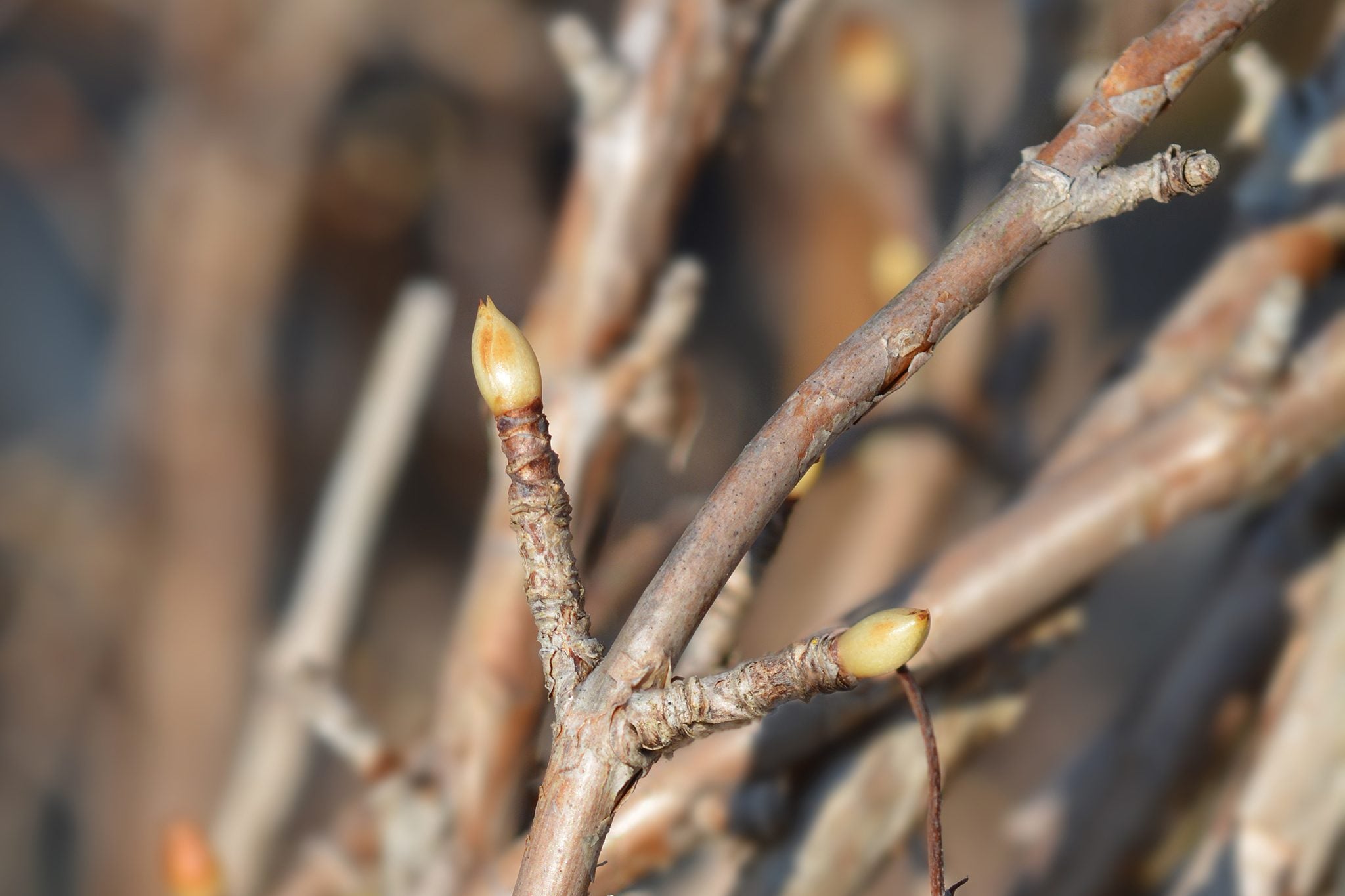 Hortensia cățărătoare 1.00 - 1.30 m / Hydrangea petiolaris / by gradina-noastra