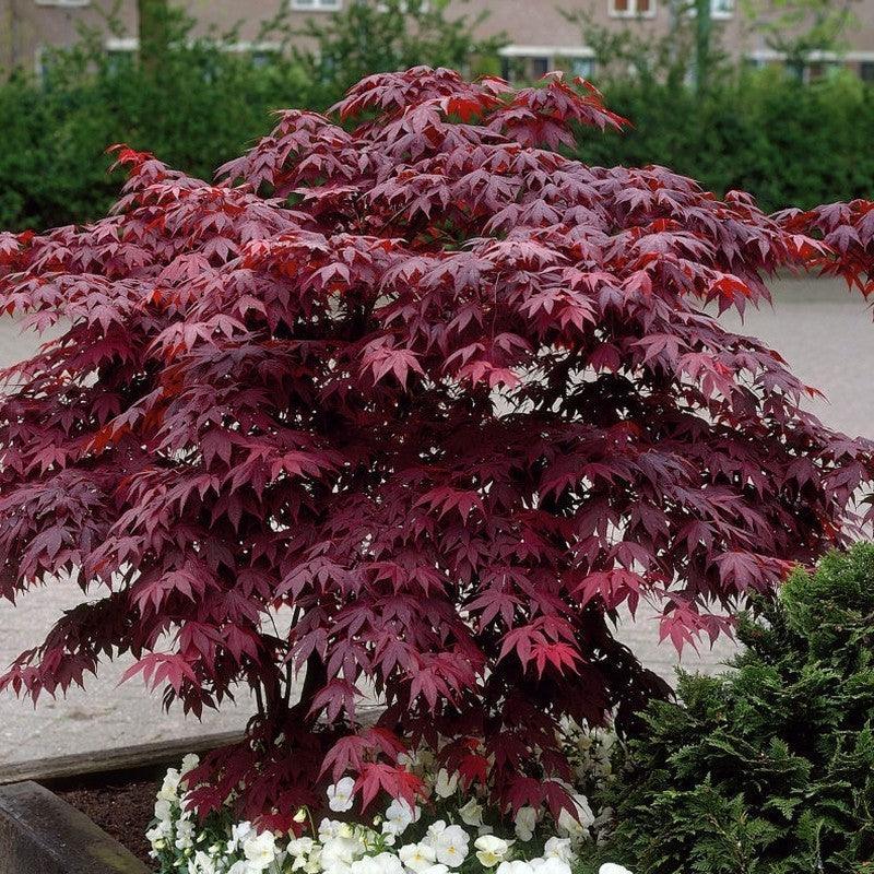 Artar japonez &quot;Fireglow 1.30 - 1.50 m / Acer palm &quot;Fireglow&quot; / gradina-noastra