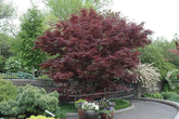 Artar japonez "Fireglow 1.30 - 1.50 m / Acer palm "Fireglow" / gradina-noastra