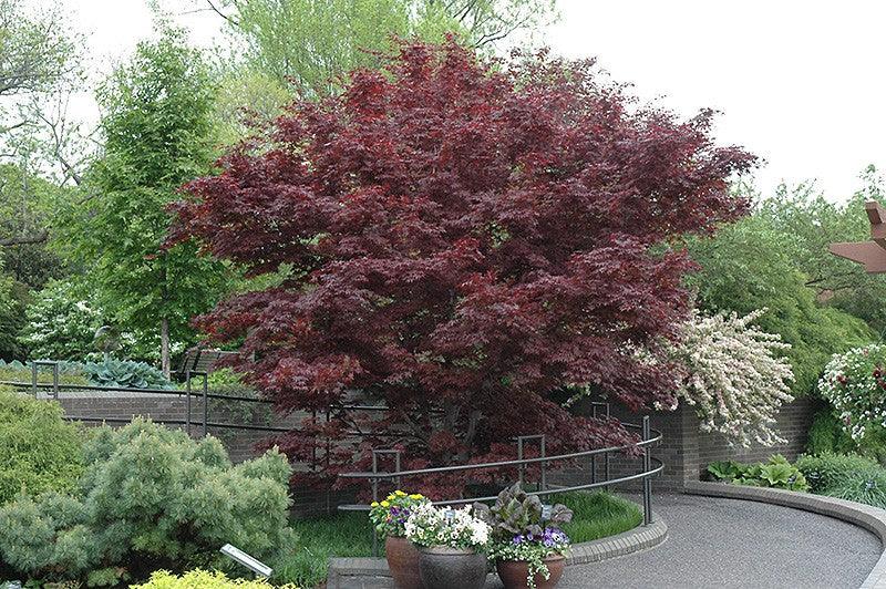 Artar japonez &quot;Fireglow 1.30 - 1.50 m / Acer palm &quot;Fireglow&quot; / gradina-noastra