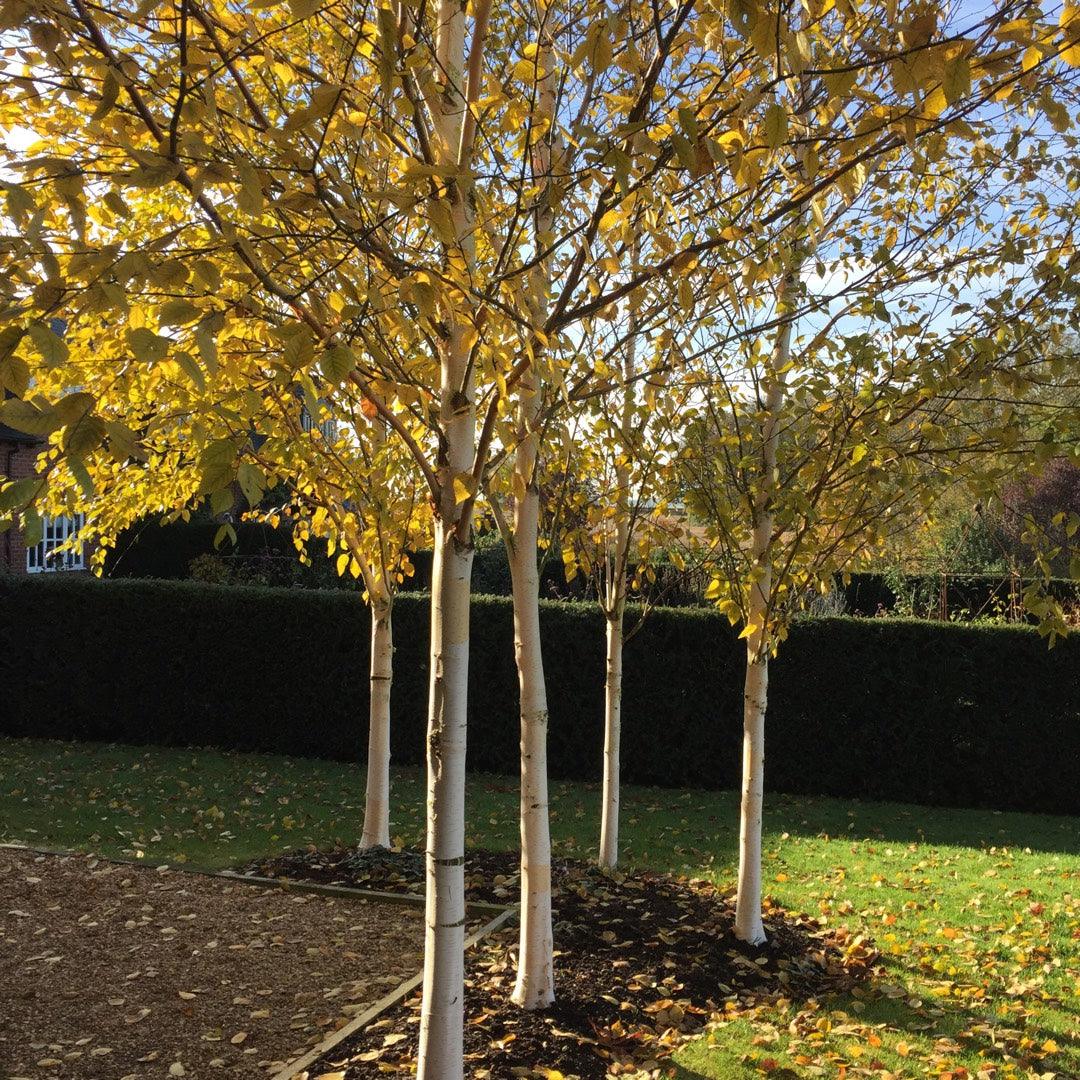 Mesteacan "Doorenbos" 3.00 - 4.00 m / Betula utilis "Doorenbos "/ gradina-noastra