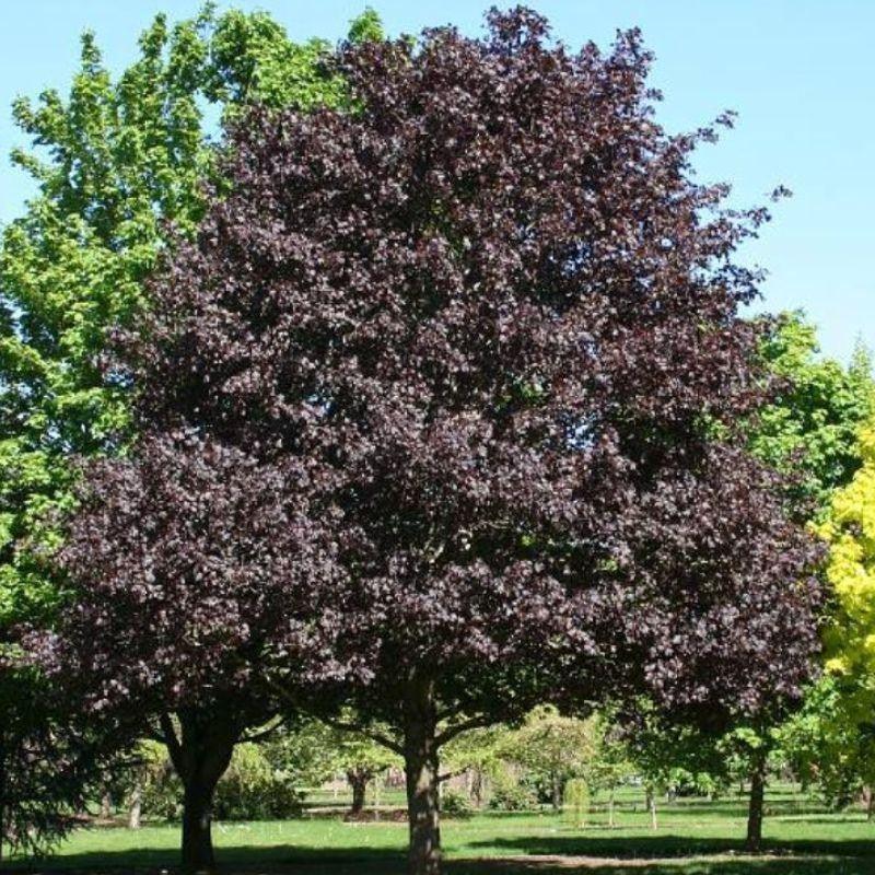 Artar rosu "Royal Red" 2.50 - 3.50 m / Acer platanoides "Royal Red"/ gradina-noastra
