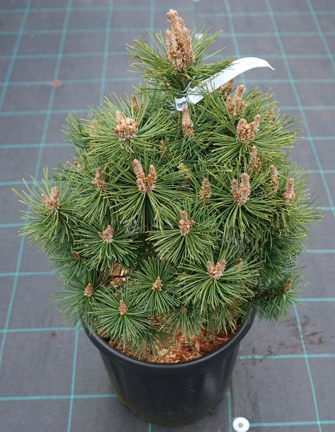 Pin pitic "Columbo" 0.50 m - 0.80 m / Pinus mugo "Columbo" / gradina-noastra