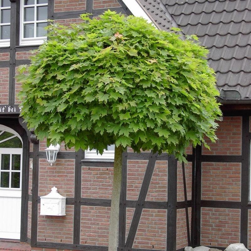 Artar Globular 2.50 - 3.00 m / Acer Platanoides "Globusum"/ gradina-noastra