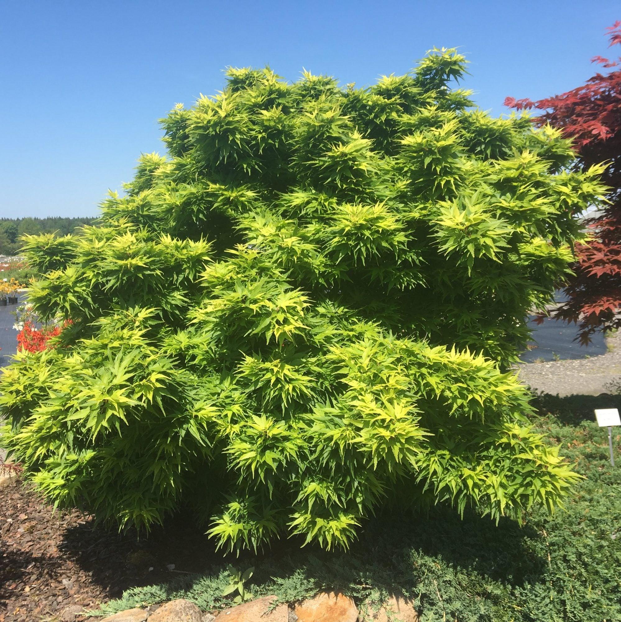Artar japonez "Mikawa Yatsubusa" 0.60 - 0.80 m / Acer palmatum "Mikawa Yatsubusa" / gradina-noastra
