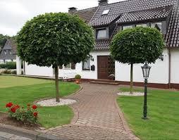 Artar Globular 2.50 - 3.00 m / Acer Platanoides "Globusum"/ gradina-noastra