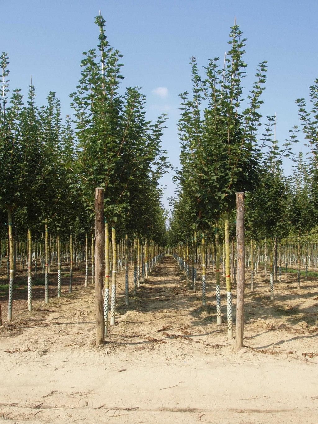 Artar 3.50 - 4.00 m / Acer platanoides / gradina-noastra