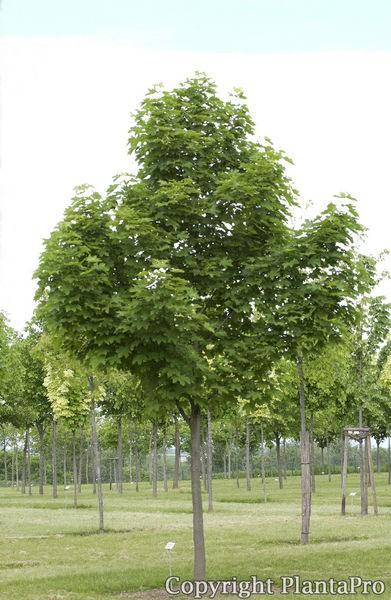 Artar 3.50 - 4.00 m / Acer platanoides / gradina-noastra