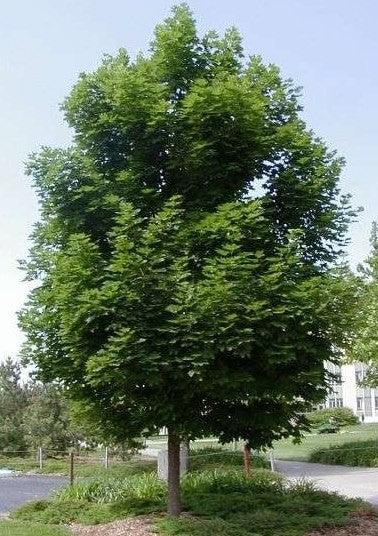 Artar 3.50 - 4.00 m / Acer platanoides / gradina-noastra