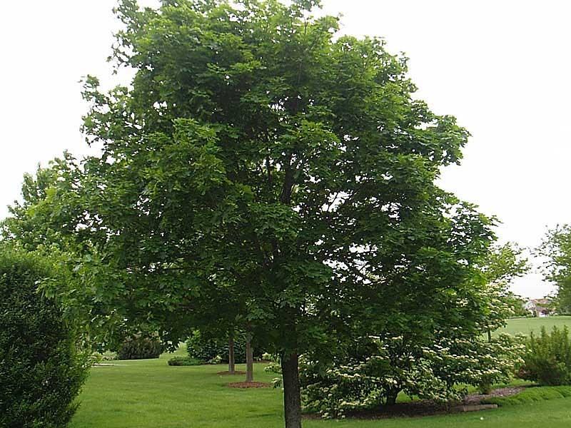 Paltin de munte 3.00 m / Acer pseudoplatanus / gradina-noastra