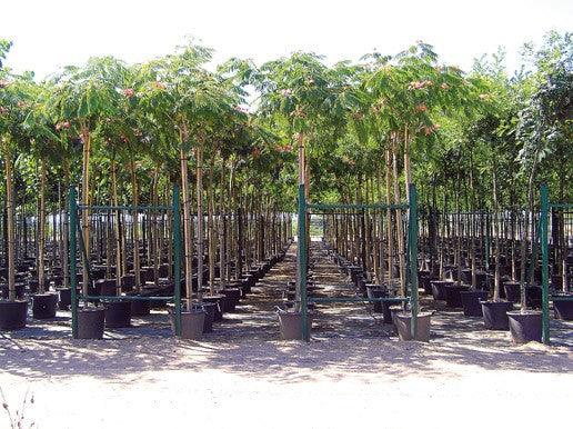 Arbore de matase  &quot;Ombrella&quot; 3.00 - 3.50 m / Albizia julibrissin &quot;Ombrella&quot; / gradina-noastra