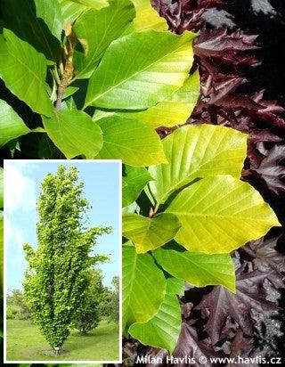 Fag columnar "Dawyck Gold" 1.20 - 1.50 m / Fagus sylvatica „Dawyck Gold” / gradina-noastra
